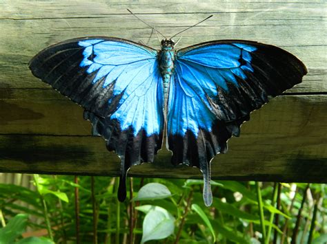 Ulysses Butterfly Dance Charity Gala: Unveiling Kindness Through Entertainment!